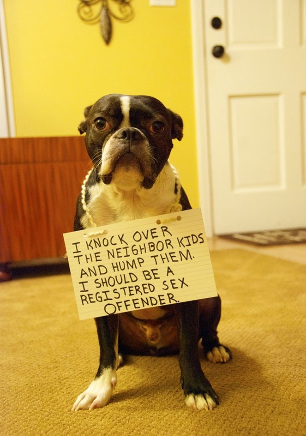 dog shaming