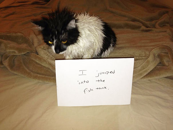 dog shaming