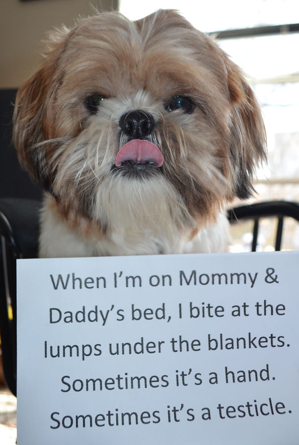 dog shaming