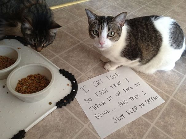 dog shaming