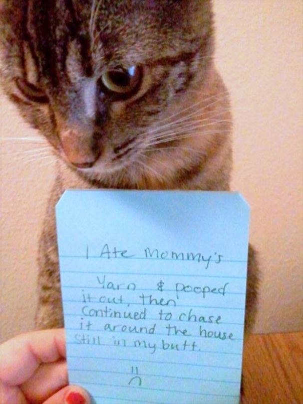 dog shaming