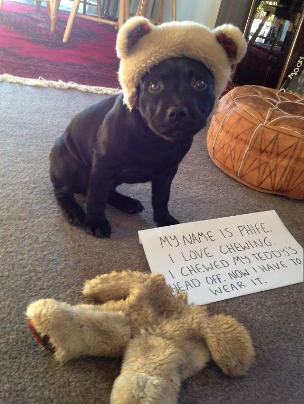 dog shaming