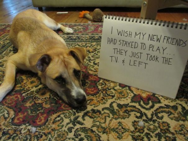 dog shaming