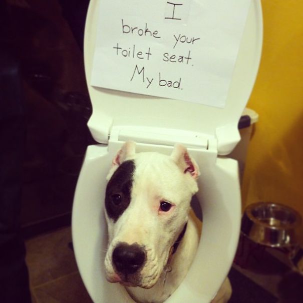 dog shaming