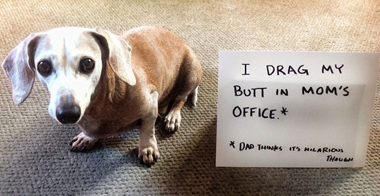 dog shaming