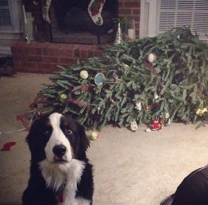 pets destroying Christmas