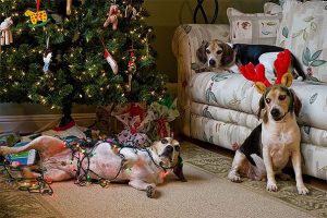 pets destroying Christmas