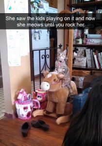 Hilarious cat snapchats