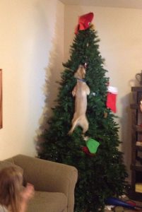 pets destroying Christmas