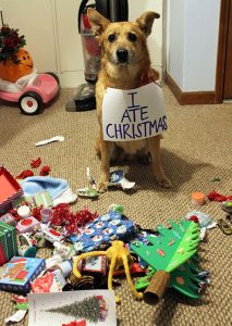 pets destroying Christmas