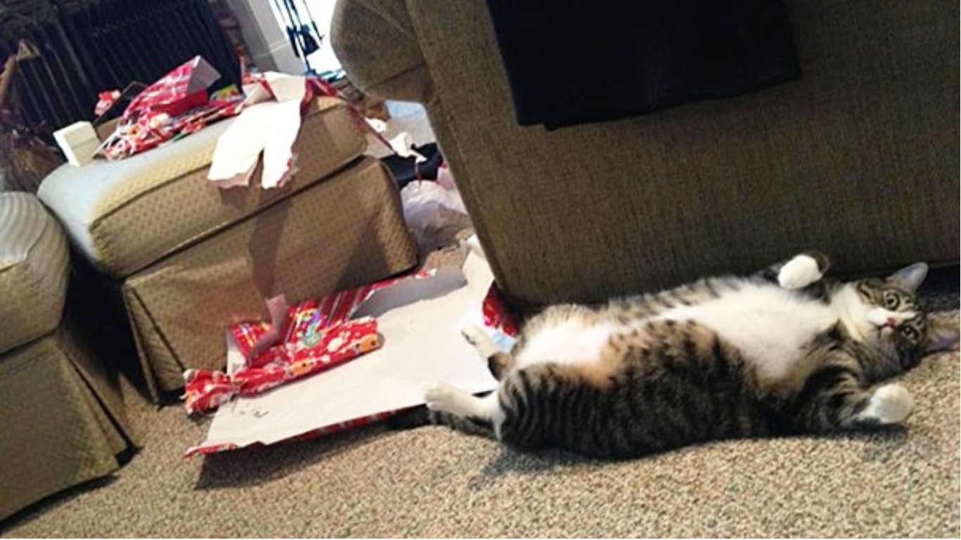 Pets destroying Christmas